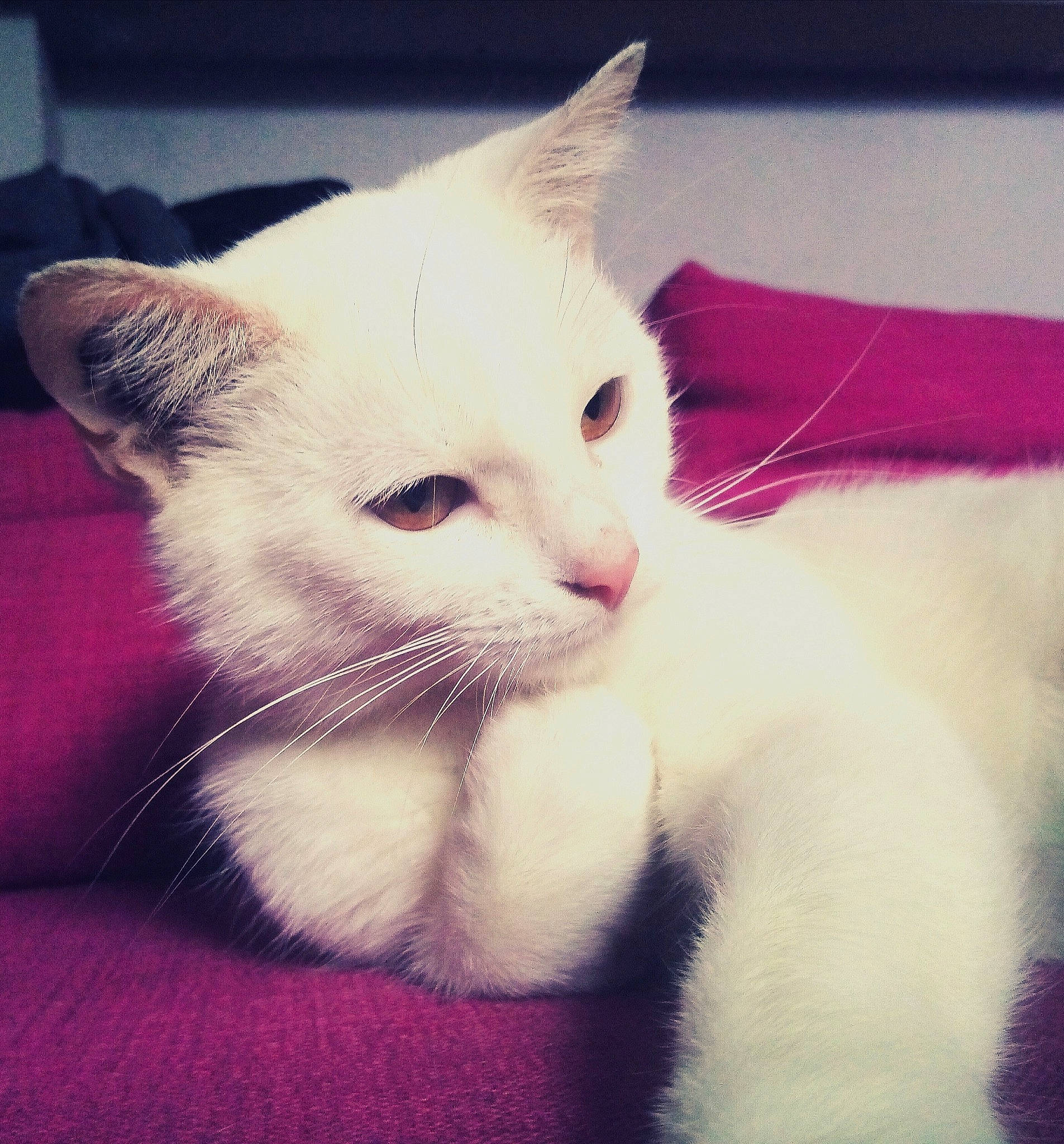 Pilou Pilou participe au concours pour gagner de l'argent avec cette photo : asian, carnivore, cat, colorpoint_shorthair, ear, eye, felidae, fur, khao_manee, kitten, mammal, nose, skin, sky, small_to_medium_sized_cats, tail, turkish_angora, turkish_van, whiskers, white