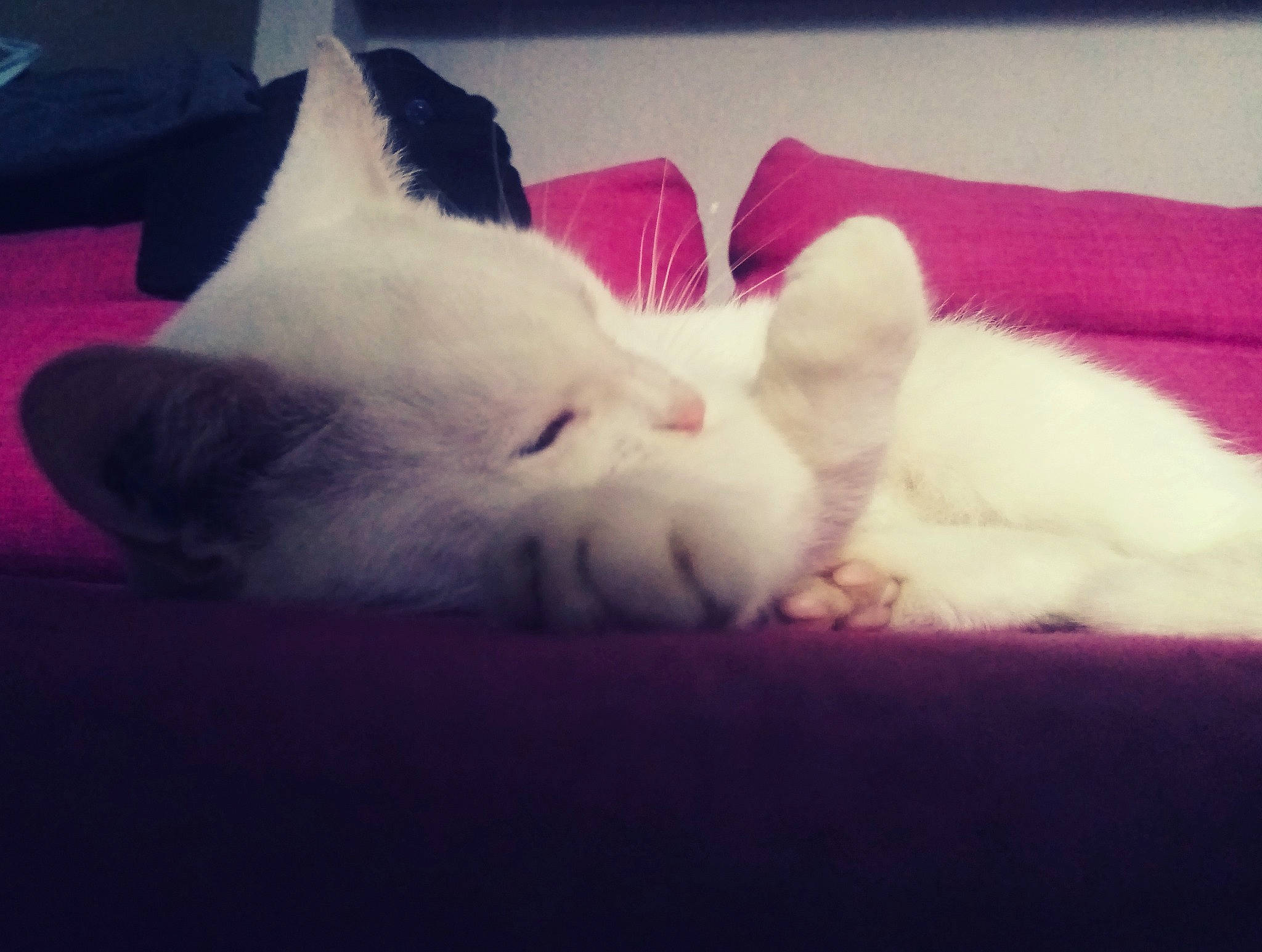 Pilou Pilou participe au concours pour gagner de l'argent avec cette photo : carnivore, cat, cloud, ear, eye, felidae, fur, khao_manee, kitten, nap, nose, paw, sky, sleep, small_to_medium_sized_cats, tail, turkish_angora, turkish_van, whiskers, white