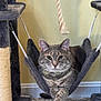 cat, tabby, hammock, cat_tree, indoor, pet, feline, collar, bow_tie, gray_cat, carpet, rope, relaxed, animal, whiskers, ears, paw, fur, cute, pet_accessory