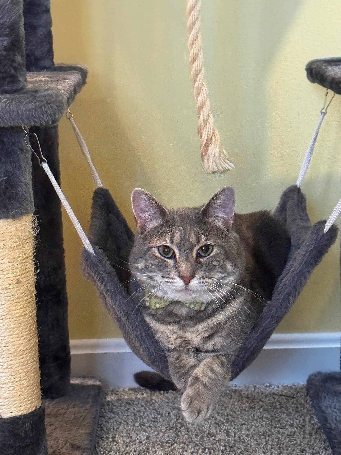 Kiwi is registered to the contest to win money with this photo: cat, tabby, hammock, cat_tree, indoor, pet, feline, collar, bow_tie, gray_cat, carpet, rope, relaxed, animal, whiskers, ears, paw, fur, cute, pet_accessory
