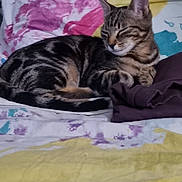 Nala a rejoint le concours — aidez-le/la à gagner de superbes lots ! cat, tabby_cat, sleeping, relaxed, curled_up, bed, bedspread, blanket, indoors, home, pet, feline, striped_fur, whiskers, ears, paws, tail, portrait, cozy, nap