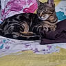 cat, tabby_cat, sleeping, relaxed, curled_up, bed, bedspread, blanket, indoors, home, pet, feline, striped_fur, whiskers, ears, paws, tail, portrait, cozy, nap