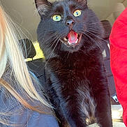 Guinness is registered to the contest to win money with this photo: animal, black_cat, blonde_hair, car_interior, cat, closeup, expression, eyes, feline, fur, indoor, mouth_open, person_partial, pet, red_shirt, seat, seatbelt, small_animal, sunlight, whiskers