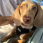 Moka a rejoint le concours — aidez-le/la à gagner de superbes lots ! animal, blurred_background, canine, casual_clothing, close_up, companion, cute, dog, harness, lap, nature, outdoor, person, pet, portrait, puppy, sunlight, tattoo, tree, white_shirt