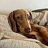 Moka a rejoint le concours — aidez-le/la à gagner de superbes lots ! animal, blanket, brown_dog, canine, close_up, companion, cozy, cute, dog, ears, fur, indoor, mammal, paw, pet, portrait, relaxed, resting, sleepy, snout