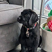 Kobi joined the competition — help win amazing prizes! animal, basket, black_labrador, collar, couch, curious, dog, domestic, floor, flooring, furniture, home, indoor, natural_light, pet, puppy, sitting, tags, toys, window