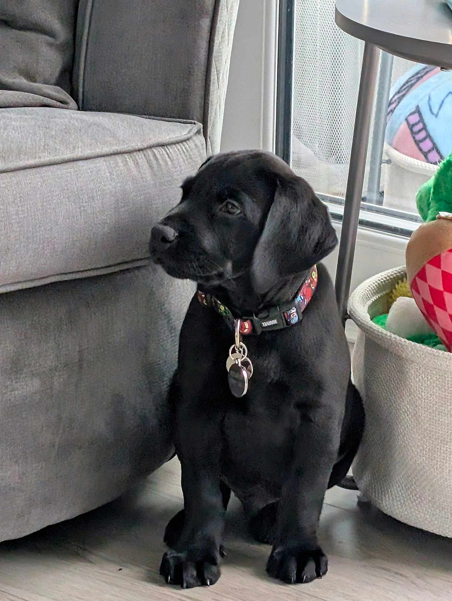 Kobi