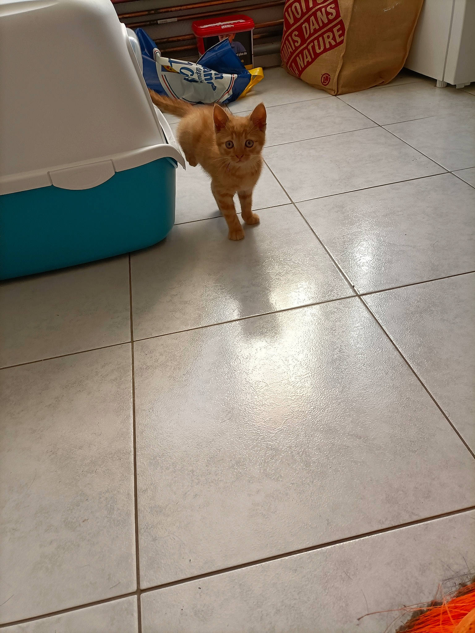 Nougat a rejoint le concours — aidez-le/la à gagner de superbes lots ! box, brown, carnivore, cat, comfort, companion_dog, couch, dog_breed, fawn, felidae, floor, flooring, hardwood, line, rectangle, road_surface, small_to_medium_sized_cats, tile_flooring, whiskers, wood