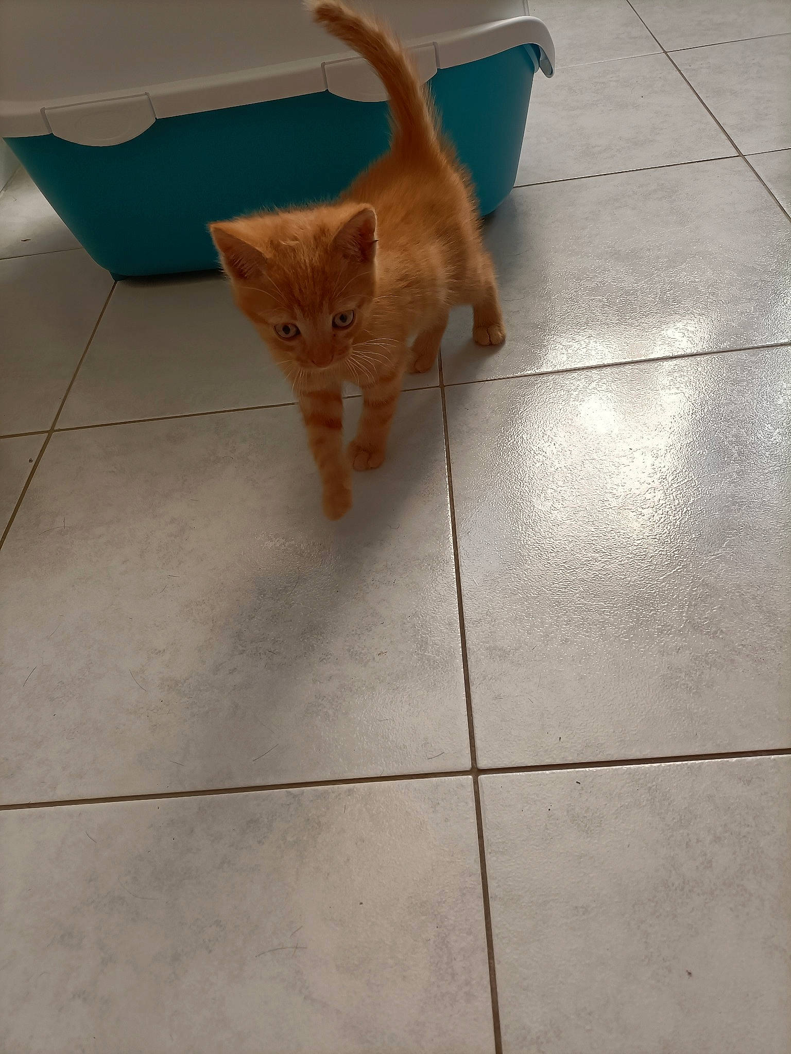 Nougat participe au concours pour gagner de l'argent avec cette photo : carnivore, cat, dog_breed, domestic_short_haired_cat, fawn, felidae, floor, flooring, flowerpot, fur, hardwood, human_leg, line, mammal, road_surface, small_to_medium_sized_cats, tail, tile_flooring, whiskers, wood