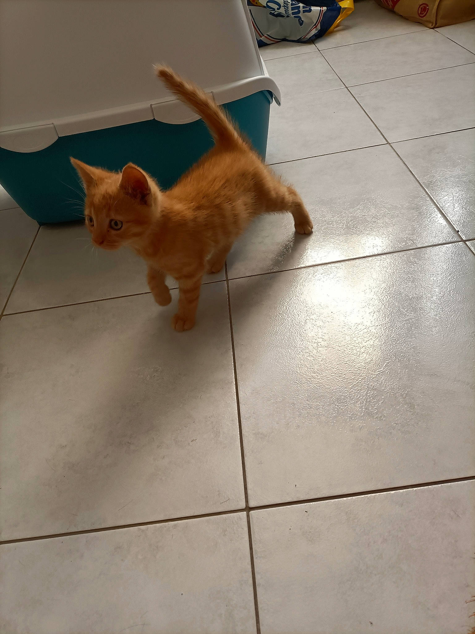 Nougat a rejoint le concours — aidez-le/la à gagner de superbes lots ! canidae, carnivore, cat, companion_dog, dog_breed, fawn, felidae, floor, flooring, hardwood, road_surface, small_to_medium_sized_cats, snout, sporting_group, tail, tile_flooring, tire, wheel, whiskers, wood