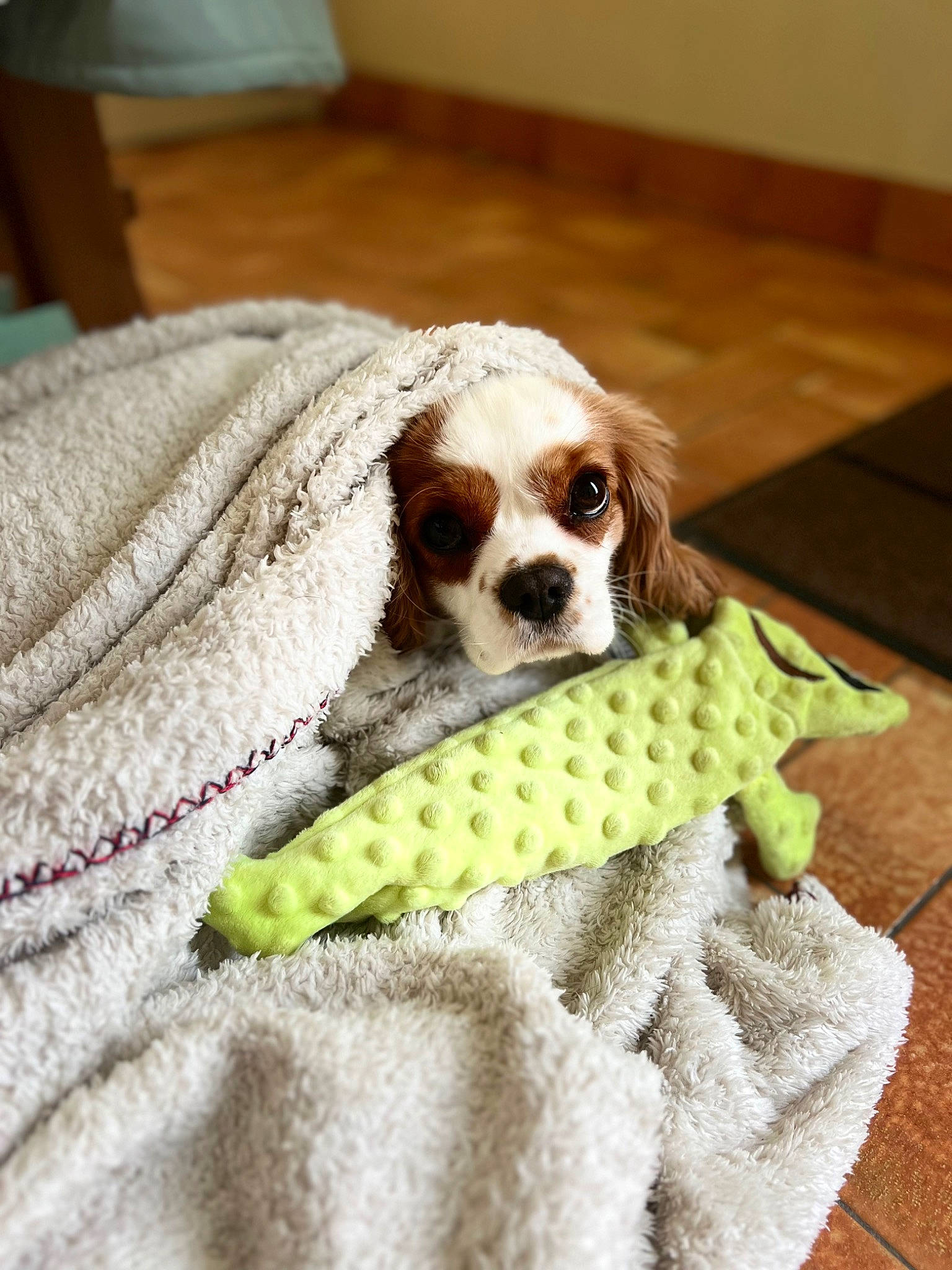 Roumba a rejoint le concours — aidez-le/la à gagner de superbes lots ! canidae, carnivore, cavalier_king_charles_spaniel, comfort, companion_dog, dog, dog_breed, dog_supply, fawn, flooring, fur, linens, liver, pattern, snout, sporting_group, toy, toy_dog, wood, woven_fabric