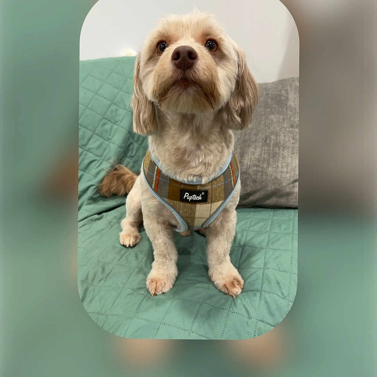 Oliver is registered to the contest to win money with this photo: accessories, affenpinscher, animal, ankle, bodypart, canine, chihuahua, cockerspaniel, collar, dog, harness, leash, person, pet, poodle, puppy, snout, strap, terrier, whitedog