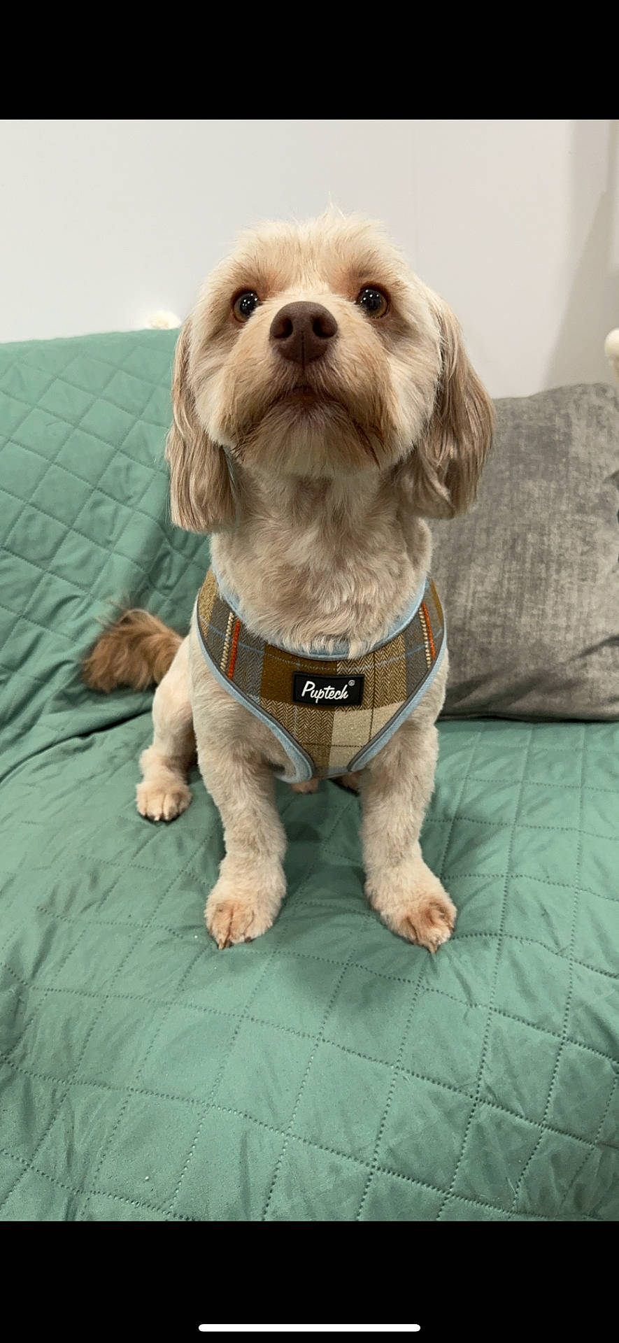 Oliver joined the competition — help win amazing prizes! accessories, animal, canine, cockerspaniel, collar, couch, dog, furniture, harness, homedecor, hound, indoors, linen, pet, poodle, puppy, snout, strap, terrier, whitedog