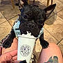 dog, french_bulldog, whipped_cream, coffee_bean_and_tea_leaf, cup, denim_vest, tattoo, knee, hand, black_nails, tile_floor, chair, indoor, pet, leash, paw, close_up, food, drink, person