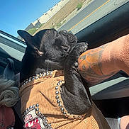 Johnny Cash joined the competition — help win amazing prizes! dog, black_dog, jacket, tattoo, arm, car_interior, window, road, buildings, sunlight, seatbelt, pet, animal, closeup, side_view, affection, human, outdoor, sky, fence
