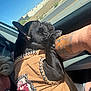 dog, black_dog, jacket, tattoo, arm, car_interior, window, road, buildings, sunlight, seatbelt, pet, animal, closeup, side_view, affection, human, outdoor, sky, fence