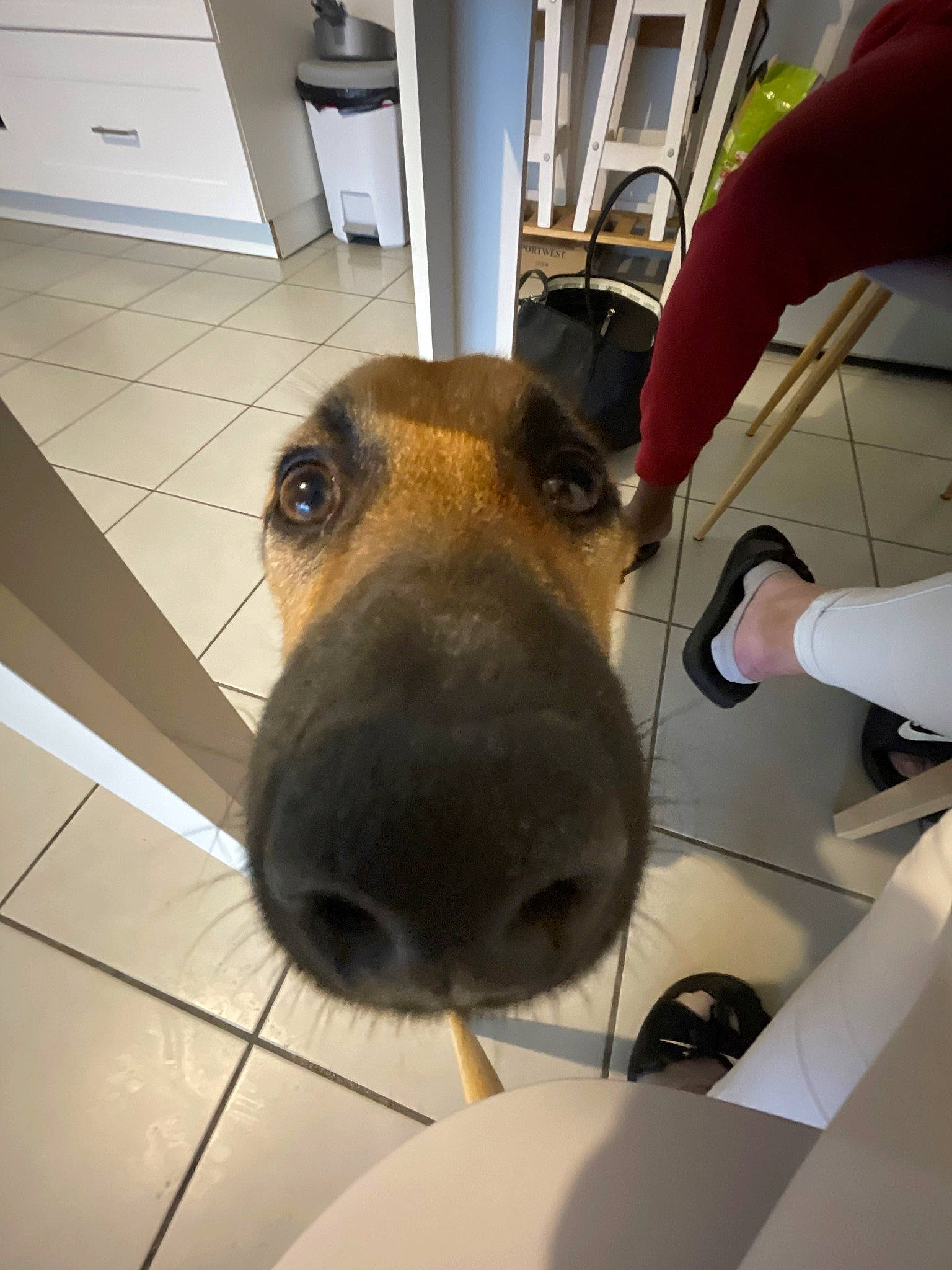 Nami participe au concours pour gagner de l'argent avec cette photo : canidae, carnivore, companion_dog, dog, dog_breed, ear, eyewear, fawn, flooring, fur, guard_dog, jaw, metal, selfie, smile, snout, sporting_group, whiskers, wood, working_animal