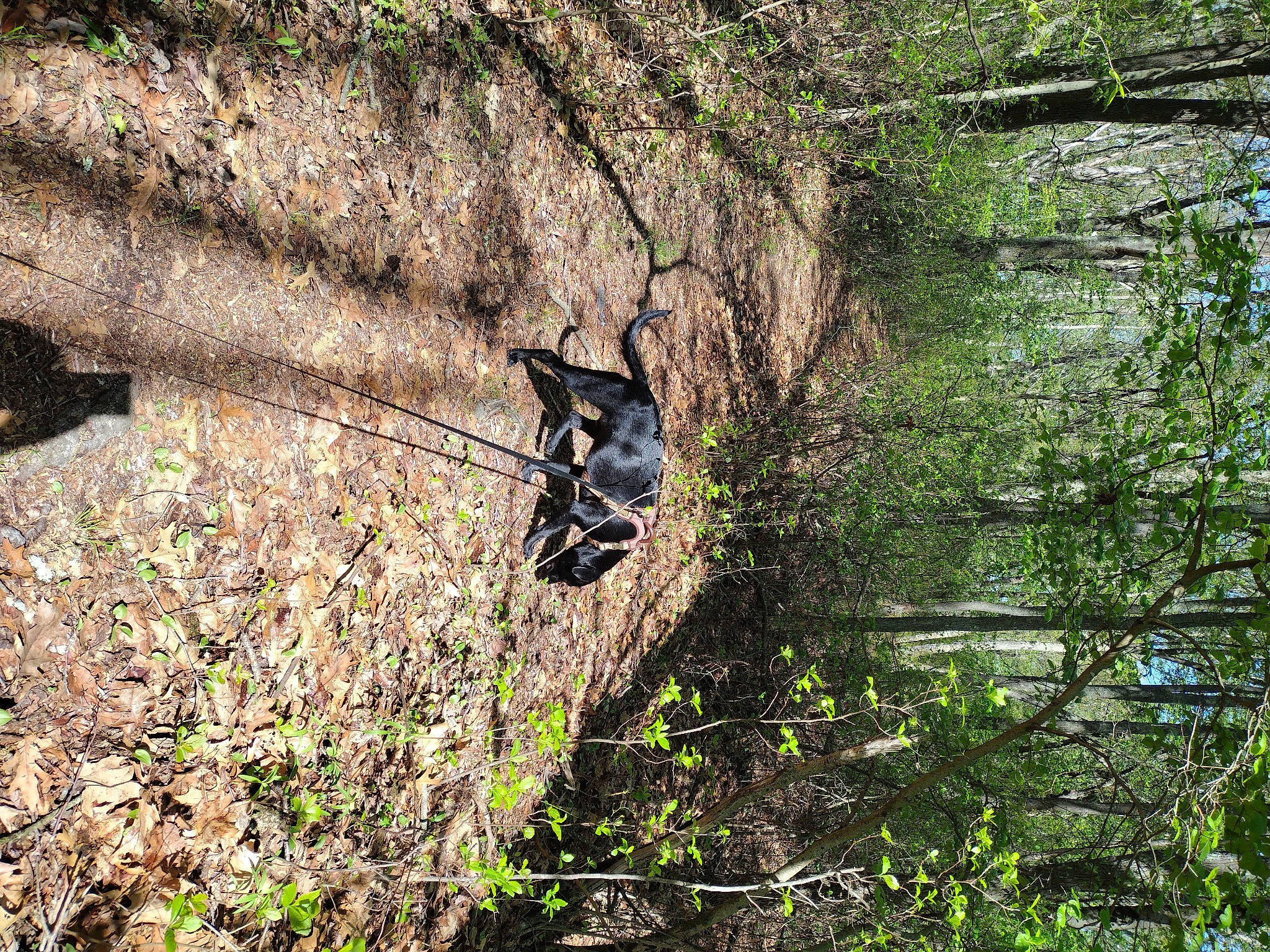 Duke is registered to the contest to win money with this photo: bedrock, botany, branch, forest, grass, jungle, landscape, natural_landscape, plant, plant_community, recreation, temperate_broadleaf_and_mixed_forest, terrestrial_animal, tree, trunk, twig, water, wood, woodland, woody_plant