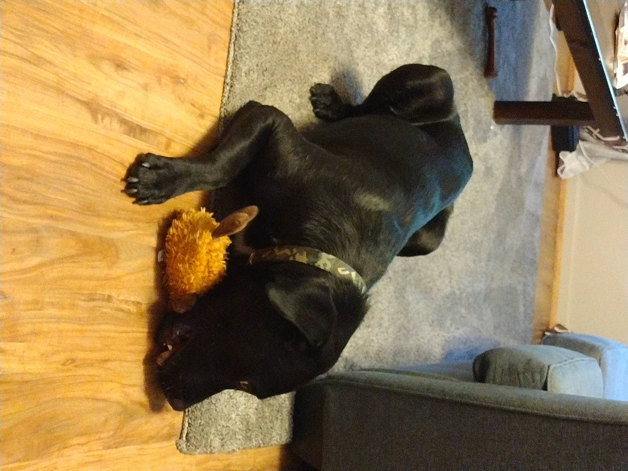 Duke is registered to the contest to win money with this photo: carnivore, comfort, companion_dog, dog, dog_breed, dog_collar, fawn, flooring, fur, guard_dog, hardwood, liver, pet_supply, sporting_group, tail, toy_dog, vertebrate, wood, wood_stain, working_animal