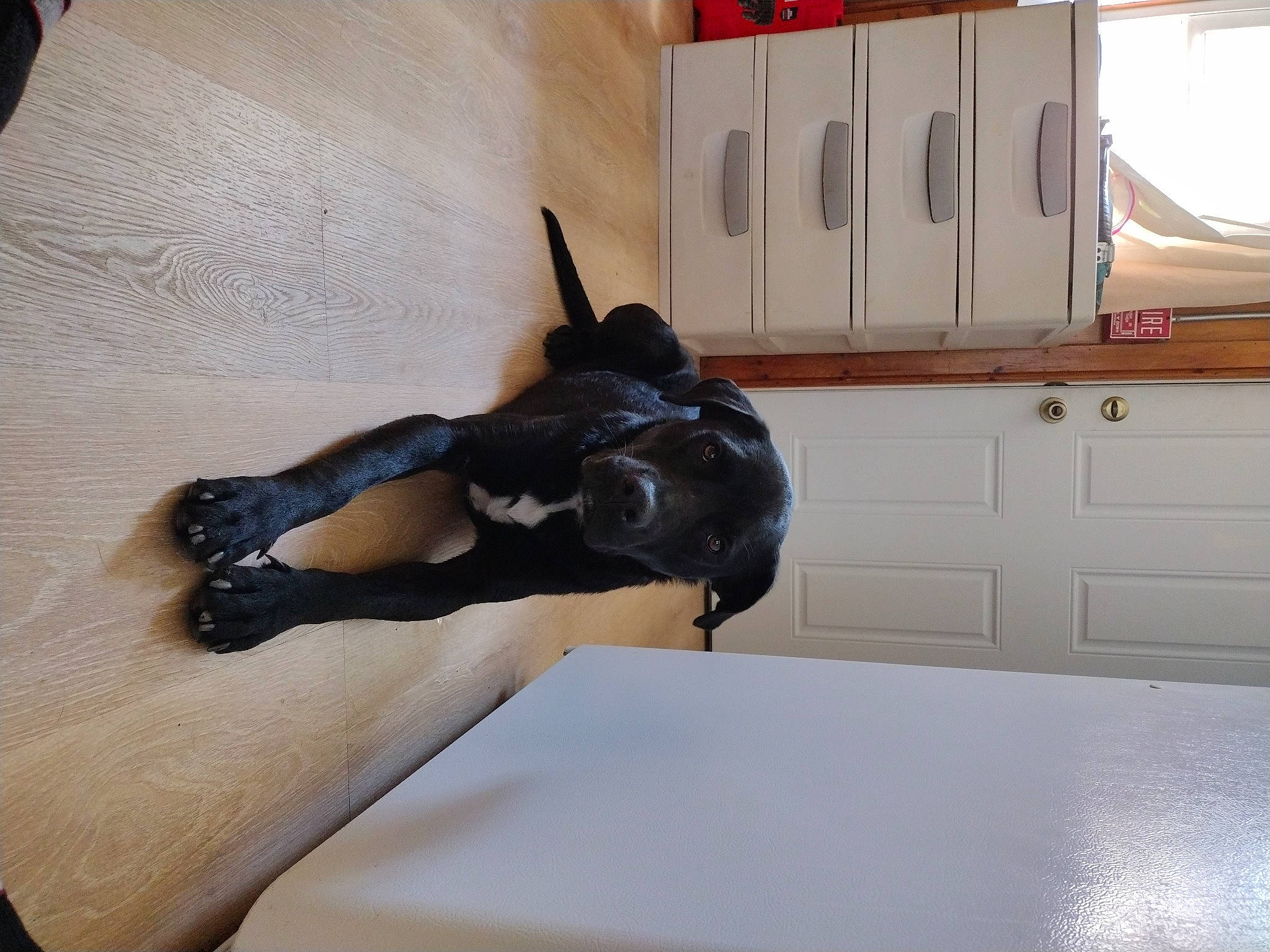 Duke joined the competition — help win amazing prizes! bed, bedroom, cabinetry, chest_of_drawers, comfort, companion_dog, dog, dog_breed, floor, flooring, hardwood, home_appliance, human_leg, kitchen_appliance, personal_protective_equipment, room, tail, thigh, toy, wood