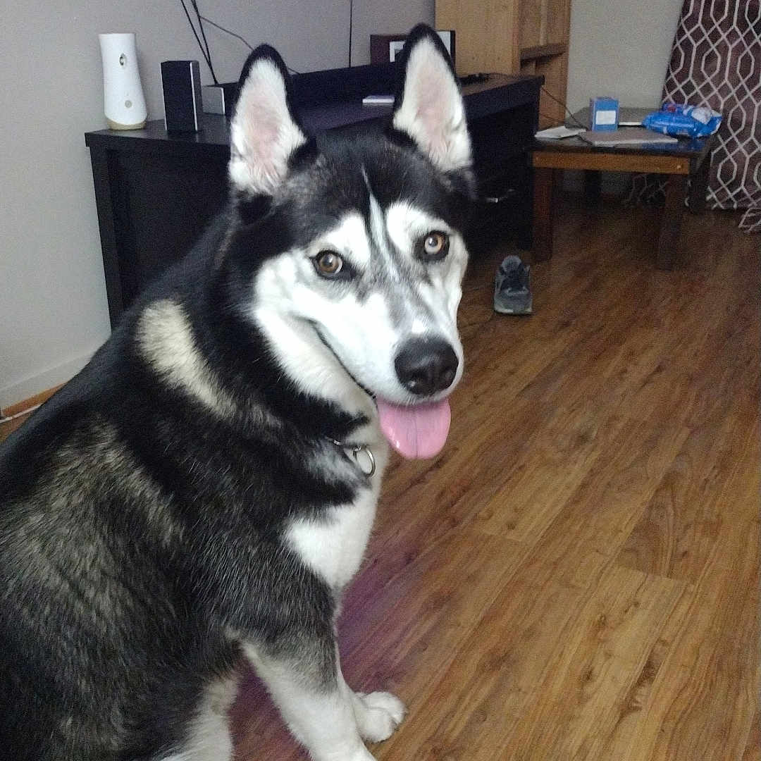 Blue joined the competition — help win amazing prizes! animal, architecture, canine, clothing, computerhardware, dog, electronics, footwear, hardware, hardwood, husky, indoors, interiordesign, monitor, pet, screen, shoe, speaker, tv, wood