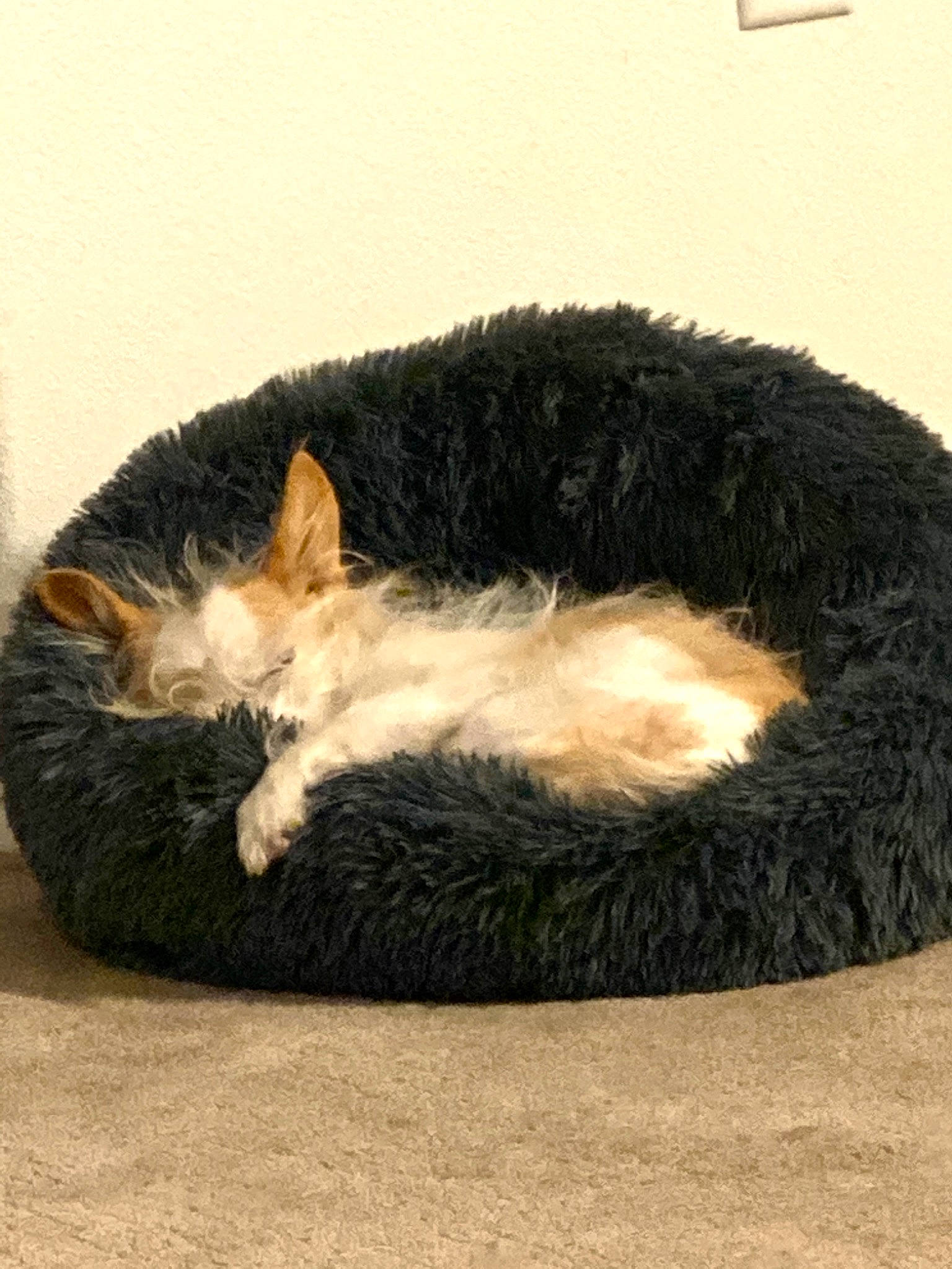 Nova joined the competition — help win amazing prizes! carnivore, cat, cat_bed, comfort, domestic_short_haired_cat, ear, felidae, fur, kitten, nap, sleep, small_to_medium_sized_cats, snout, tail, whiskers