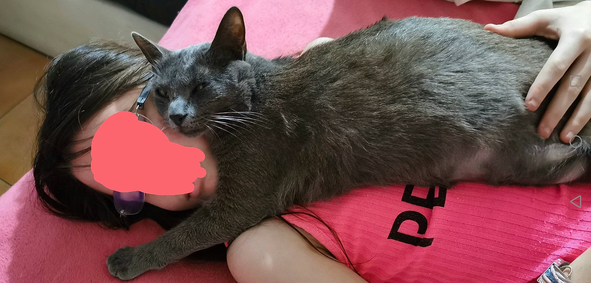 Loona a rejoint le concours — aidez-le/la à gagner de superbes lots ! black_cat, bombay, carnivore, cat, claw, comfort, domestic_short_haired_cat, ear, felidae, foot, fur, gesture, nail, nap, paw, red, small_to_medium_sized_cats, snout, tail, whiskers