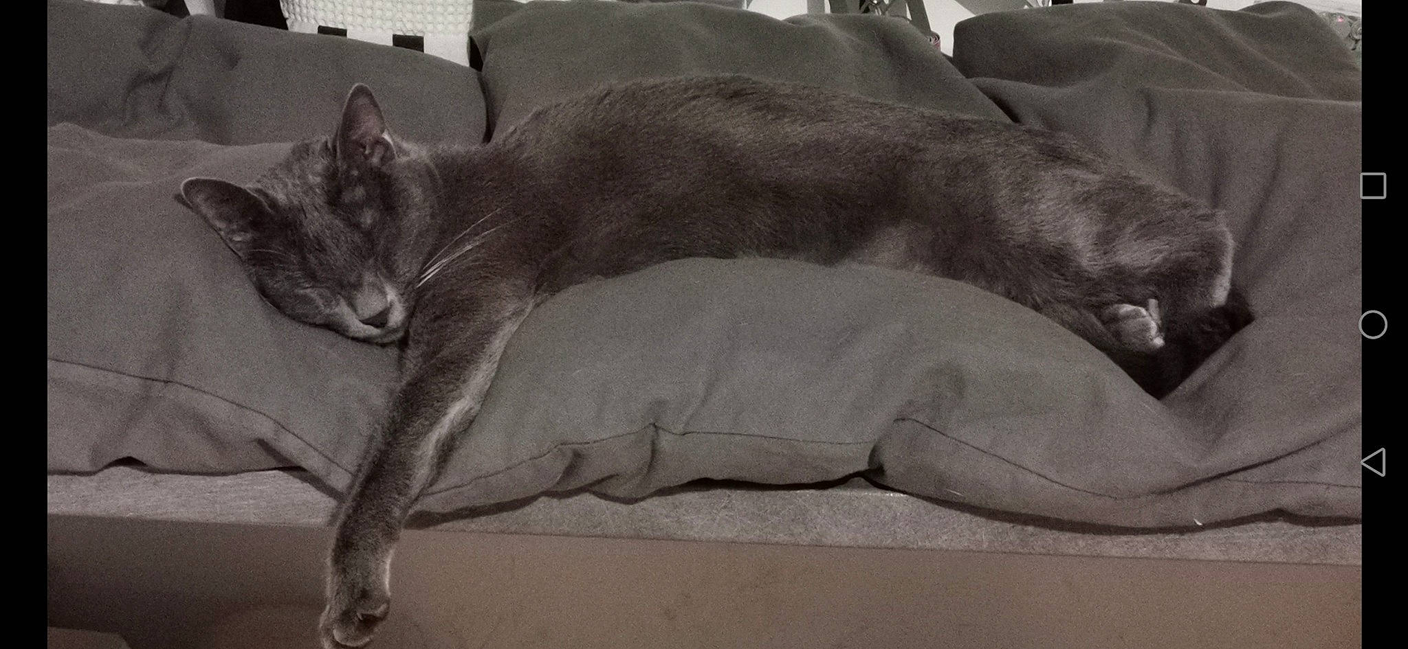 Loona participe au concours pour gagner de l'argent avec cette photo : bed, canidae, carnivore, cat, claw, comfort, dog_breed, domestic_short_haired_cat, felidae, fur, grey, linens, nap, paw, small_to_medium_sized_cats, snout, tail, terrestrial_animal, whiskers