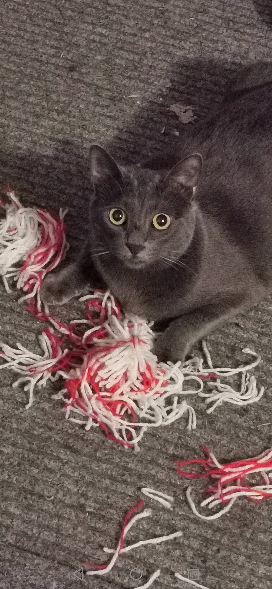 Loona participe au concours pour gagner de l'argent avec cette photo : art, black_cat, carmine, carnivore, cat, cat_toy, claw, domestic_short_haired_cat, felidae, fur, grass, organism, photo_caption, plant, russian_blue, small_to_medium_sized_cats, snout, tail, terrestrial_animal, whiskers