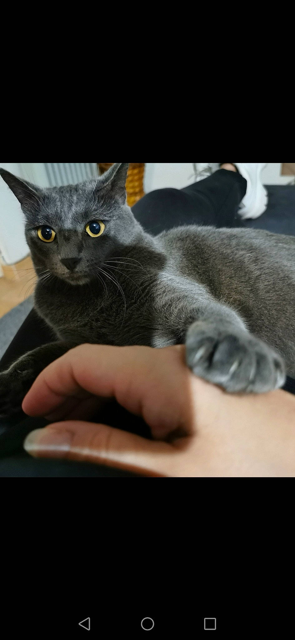 Loona a rejoint le concours — aidez-le/la à gagner de superbes lots ! carnivore, cat, claw, comfort, domestic_short_haired_cat, eye, felidae, fur, grey, paw, russian_blue, small_to_medium_sized_cats, snout, whiskers, window