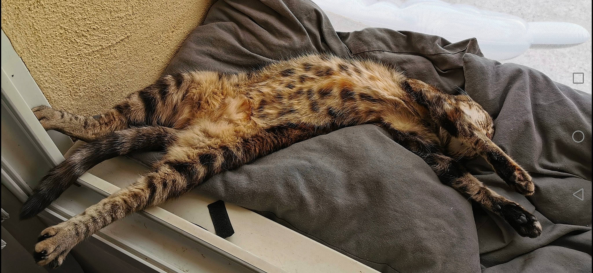 Maïa participe au concours pour gagner de l'argent avec cette photo : bed, big_cats, carnivore, cat, claw, comfort, domestic_short_haired_cat, felidae, fur, grey, military_camouflage, nap, paw, sleep, small_to_medium_sized_cats, snout, tail, terrestrial_animal, whiskers, wildlife