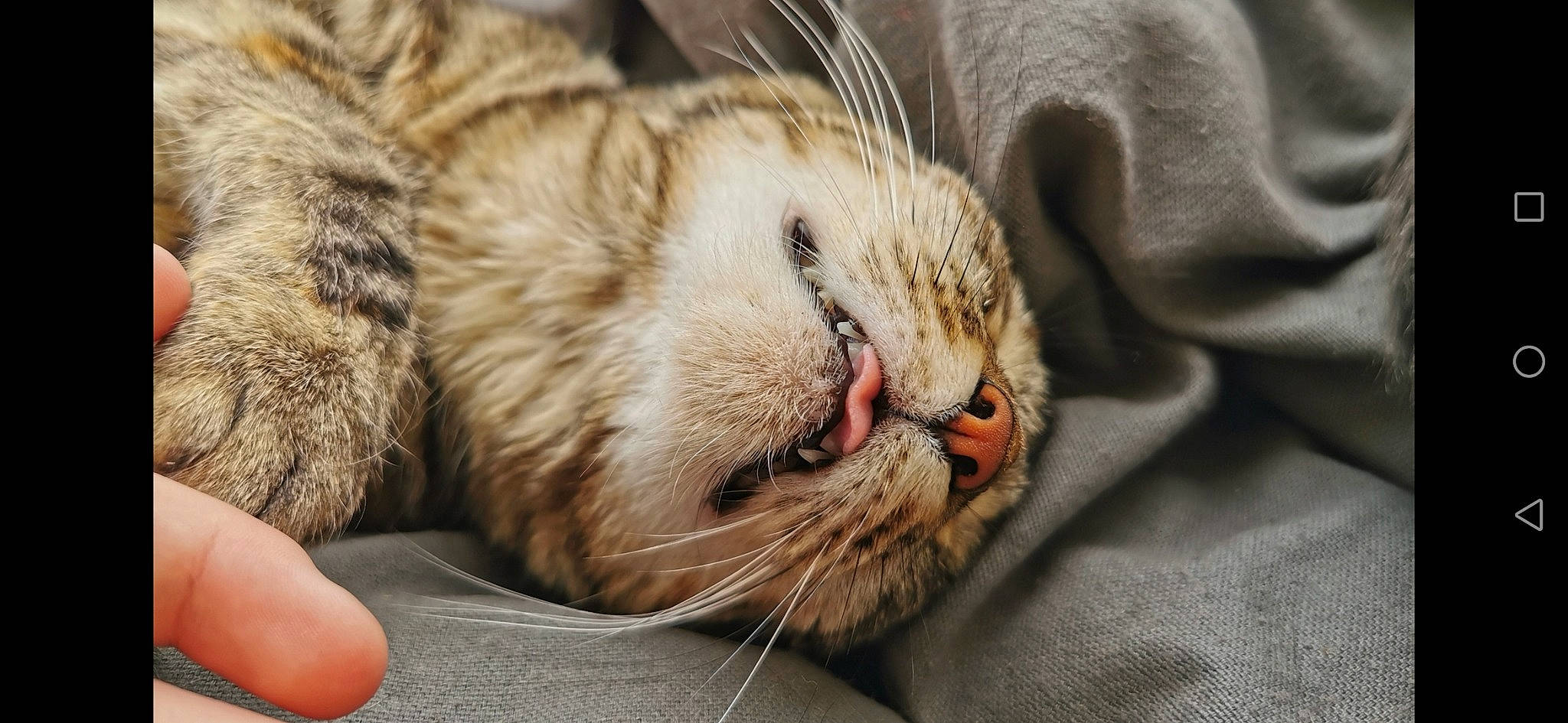 Maïa participe au concours pour gagner de l'argent avec cette photo : carnivore, cat, comfort, domestic_short_haired_cat, felidae, fur, mammal, nap, paw, sleep, small_to_medium_sized_cats, snout, terrestrial_animal, whiskers, wildlife