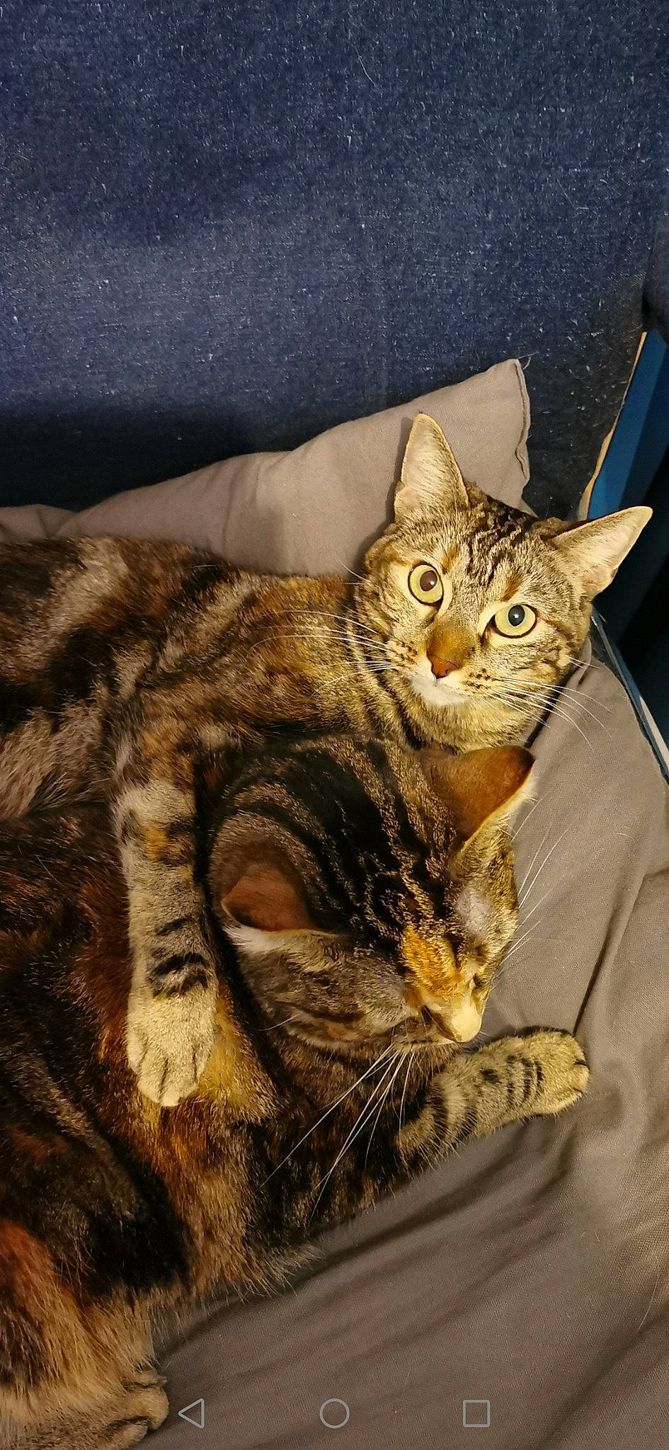 Maïa participe au concours pour gagner de l'argent avec cette photo : carnivore, cat, claw, comfort, domestic_short_haired_cat, felidae, fur, small_to_medium_sized_cats, snout, terrestrial_animal, whiskers, wildlife