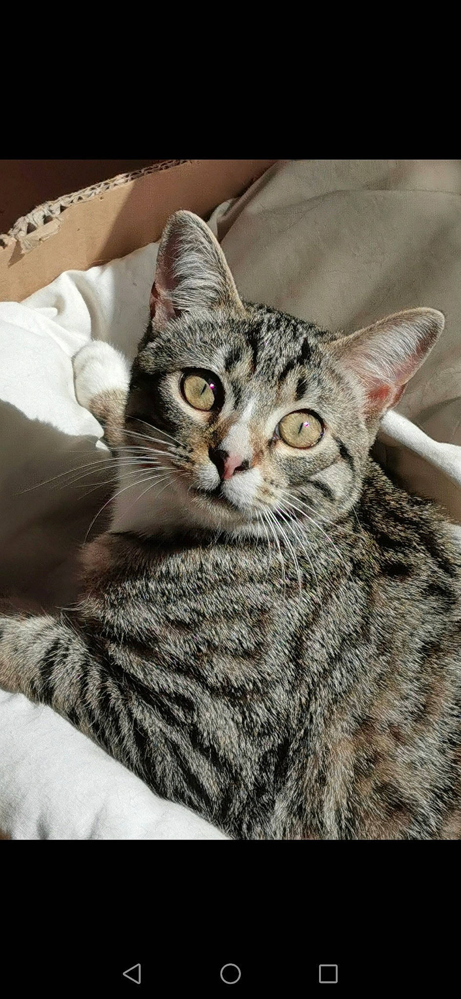 Khiara a rejoint le concours — aidez-le/la à gagner de superbes lots ! art, carnivore, cat, claw, comfort, domestic_short_haired_cat, felidae, fur, linens, paw, small_to_medium_sized_cats, snout, terrestrial_animal, whiskers, wildlife