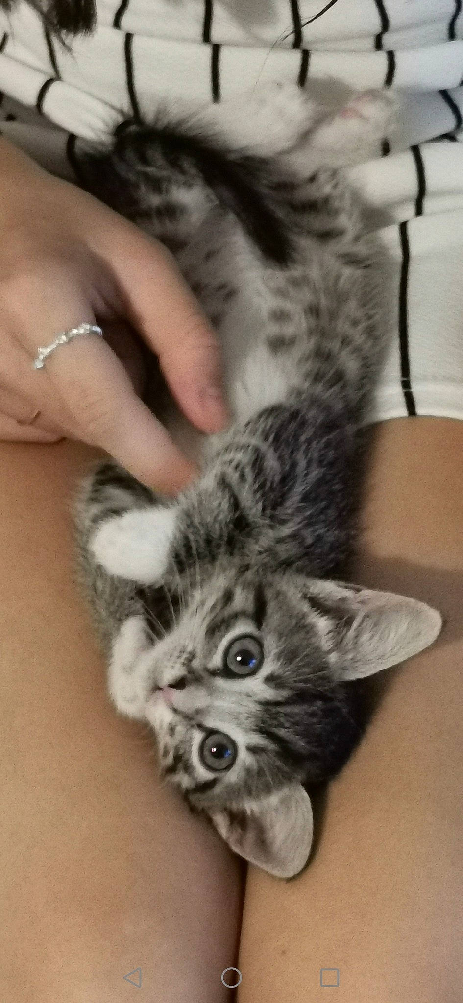 Khiara participe au concours pour gagner de l'argent avec cette photo : carnivore, cat, claw, domestic_short_haired_cat, ear, felidae, fur, hand, jewellery, nail, paw, small_to_medium_sized_cats, snout, tail, thumb, whiskers