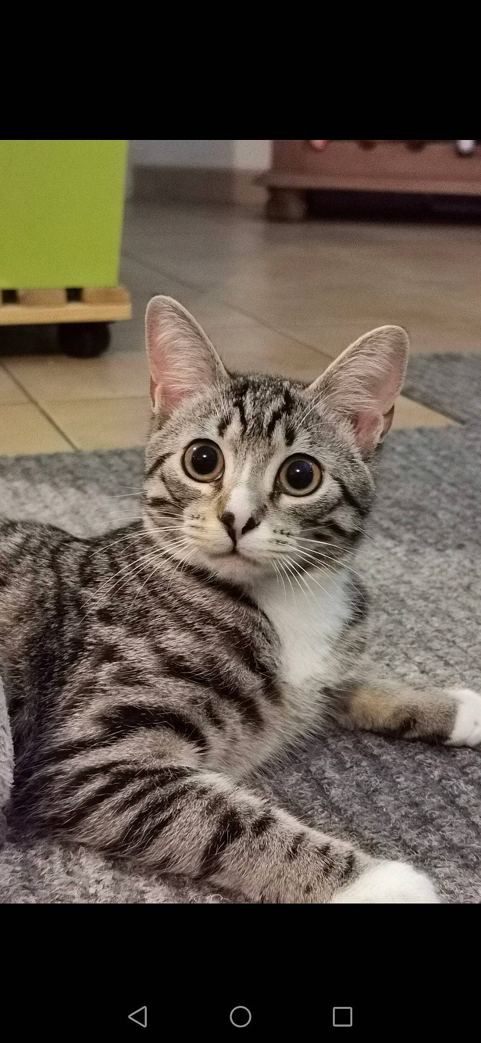 Khiara participe au concours pour gagner de l'argent avec cette photo : carnivore, carton, cat, domestic_short_haired_cat, door, felidae, flooring, fur, office_supplies, sitting, small_to_medium_sized_cats, snout, terrestrial_animal, whiskers, wildlife