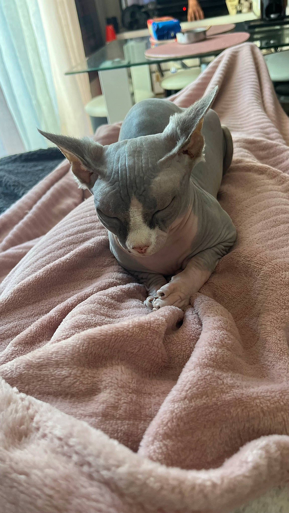 Lilith a rejoint le concours — aidez-le/la à gagner de superbes lots ! art, canidae, carnivore, cat, comfort, curtain, ear, fawn, felidae, fur, grey, linens, sculpture, small_to_medium_sized_cats, snout, tail, terrestrial_animal, whiskers, wood, working_animal