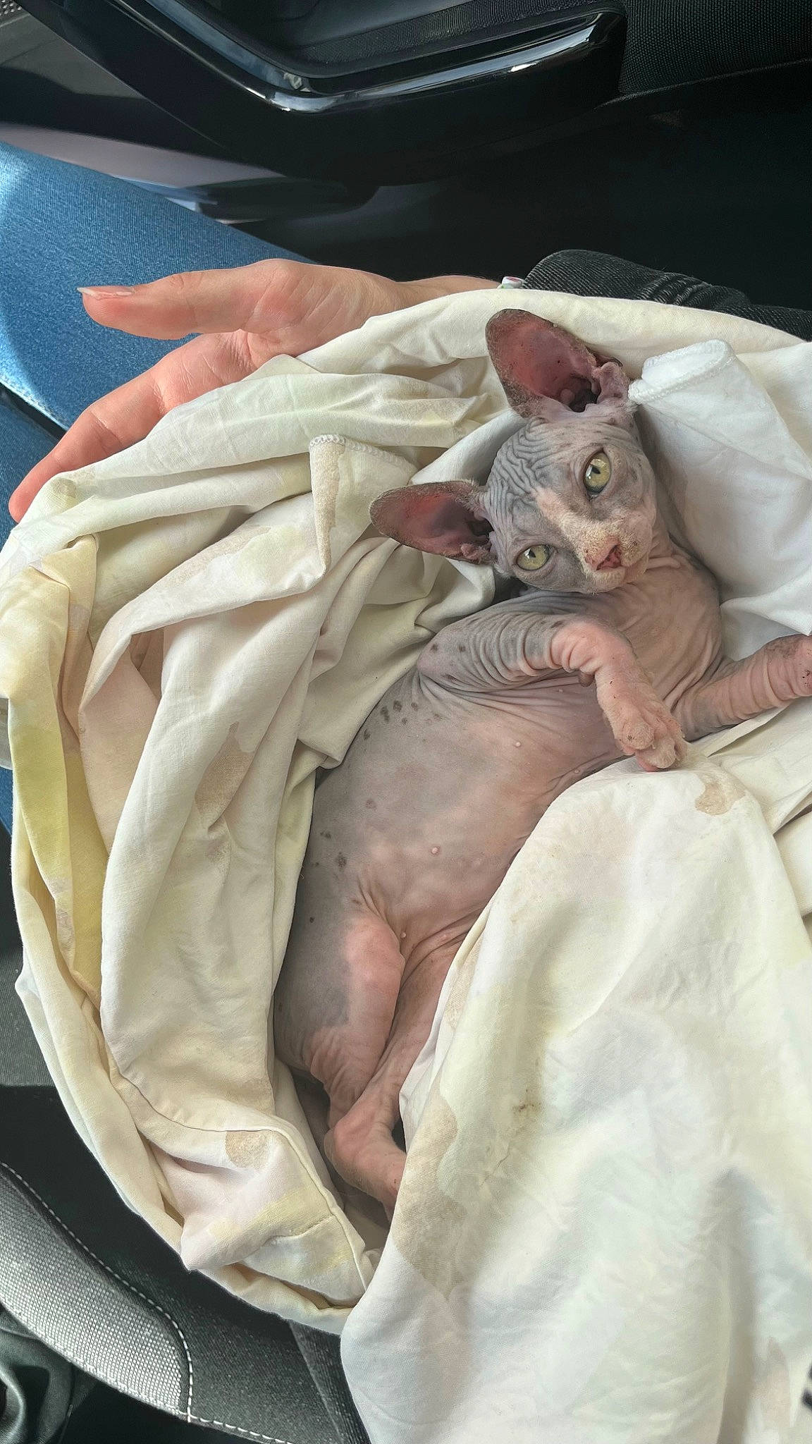 Lilith participe au concours pour gagner de l'argent avec cette photo : baby_products, bedding, blanket, comfort, felidae, flesh, fur, linens, peach, sleeve, small_to_medium_sized_cats, terrestrial_animal, wrinkle