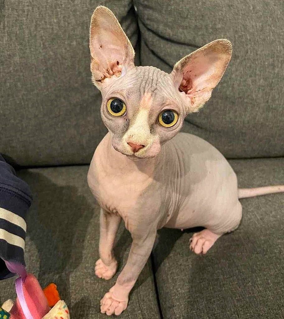 Lilith a rejoint le concours — aidez-le/la à gagner de superbes lots ! carnivore, cat, donskoy, fawn, felidae, peterbald, rex_cat, snout, sphynx, terrestrial_animal, whiskers
