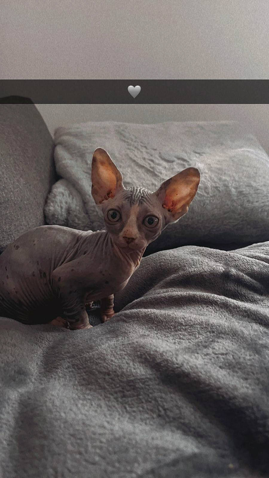 Lilith participe au concours pour gagner de l'argent avec cette photo : brown, carnivore, comfort, companion_dog, corgi_chihuahua, dog, dog_breed, ear, fawn, fur, liver, mammal, snout, terrestrial_animal, toy_dog, vertebrate, whiskers, working_animal