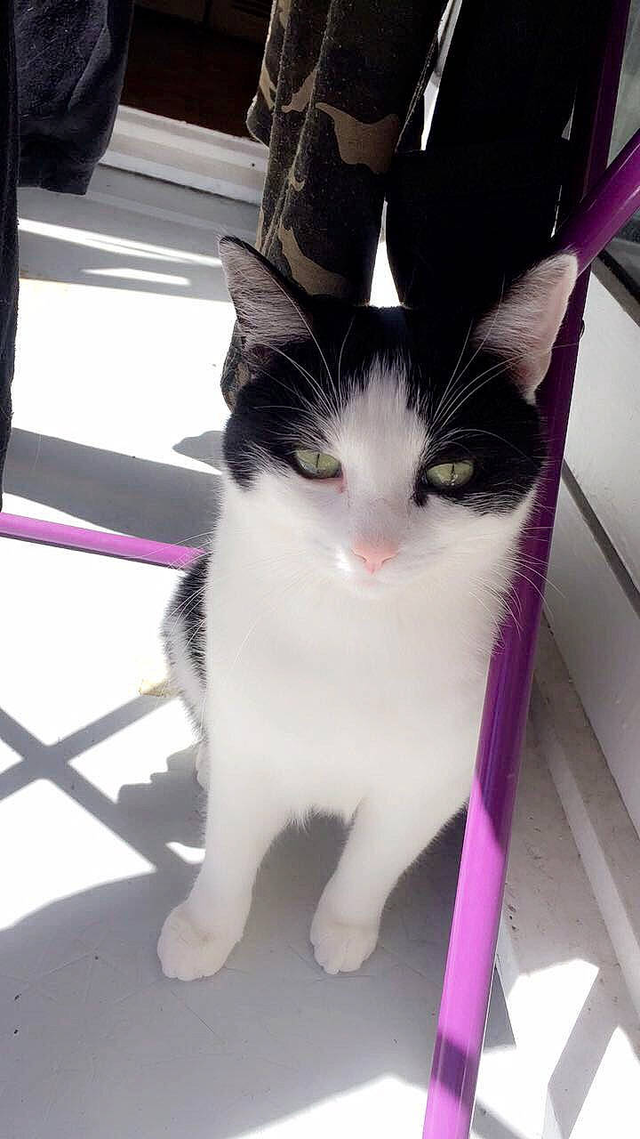 Wick participe au concours pour gagner de l'argent avec cette photo : aegean_cat, black_and_white, carnivore, cat, domestic_short_haired_cat, ear, eye, felidae, fur, kitten, leg, photography, polydactyl_cat, small_to_medium_sized_cats, tail, whiskers