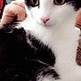 Wick participe au concours pour gagner de l'argent avec cette photo : aegean_cat, american_wirehair, black_and_white, carnivore, cat, domestic_short_haired_cat, ear, eye, felidae, fur, kitten, mammal, norwegian_forest_cat, polydactyl_cat, small_to_medium_sized_cats, whiskers