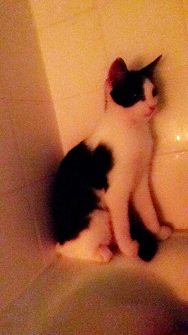 Wick participe au concours pour gagner de l'argent avec cette photo : carnivore, cat, domestic_short_haired_cat, ear, eye, fawn, felidae, japanese_bobtail, kitten, mammal, nose, paw, polydactyl_cat, skin, small_to_medium_sized_cats, snout, tail, turkish_van, whiskers