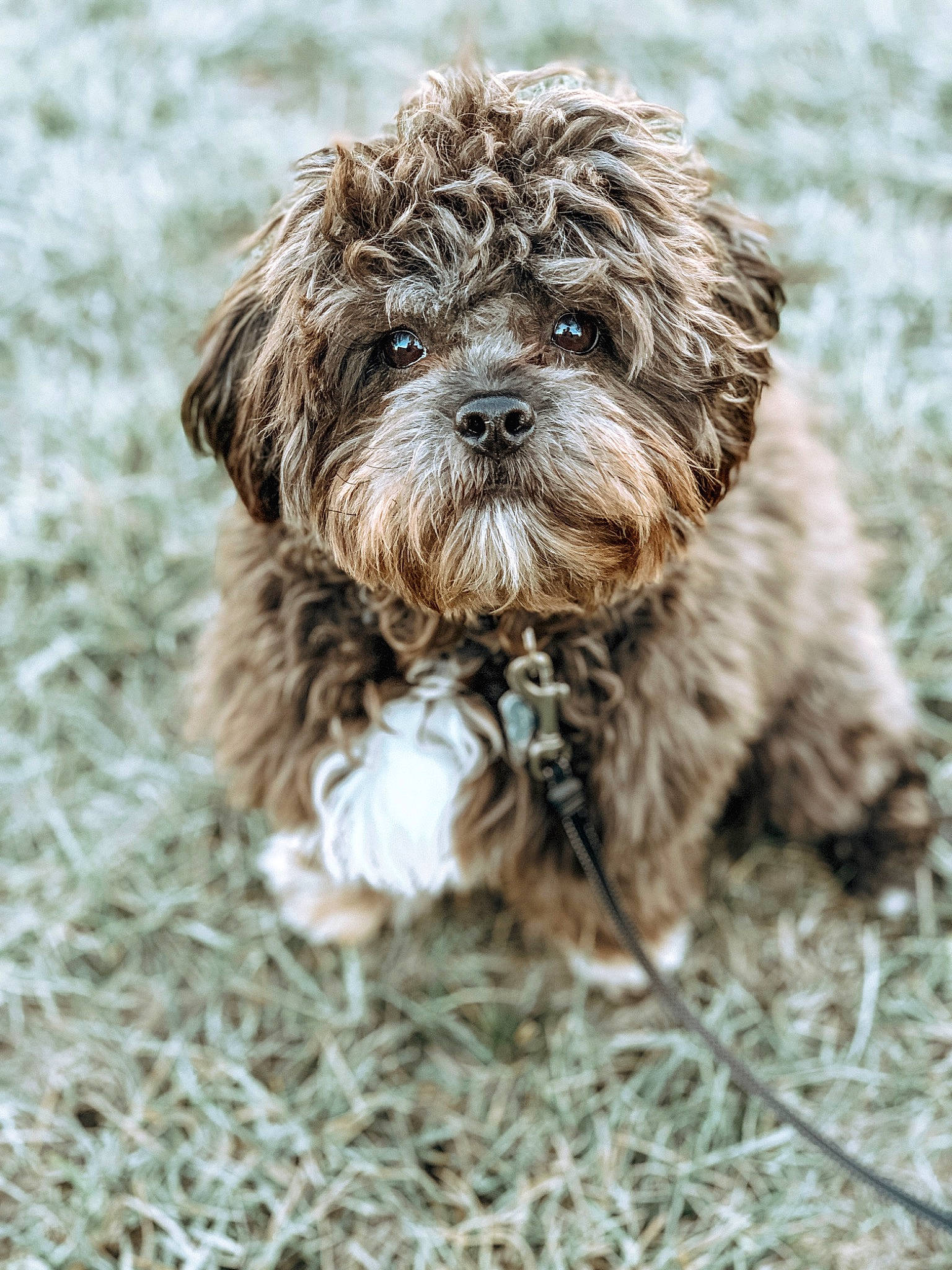 Noah James is registered to the contest to win money with this photo: barbet, bolonka, canidae, carnivore, cockapoo, dog, dog_breed, havanese, lagotto_romagnolo, maltepoo, mammal, miniature_poodle, poodle_crossbreed, puppy, schnoodle, shih_poo, shih_tzu, spanish_water_dog, sporting_group, vertebrate