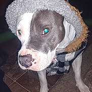Little Girl is registered to the contest to win money with this photo: dog, hood, jacket, coat, pet, animal, closeup, indoor, floor, tile, fur, face, canine, mammal, portrait, eyes, nose, paw, clothing, flash