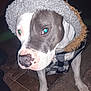 dog, hood, jacket, coat, pet, animal, closeup, indoor, floor, tile, fur, face, canine, mammal, portrait, eyes, nose, paw, clothing, flash
