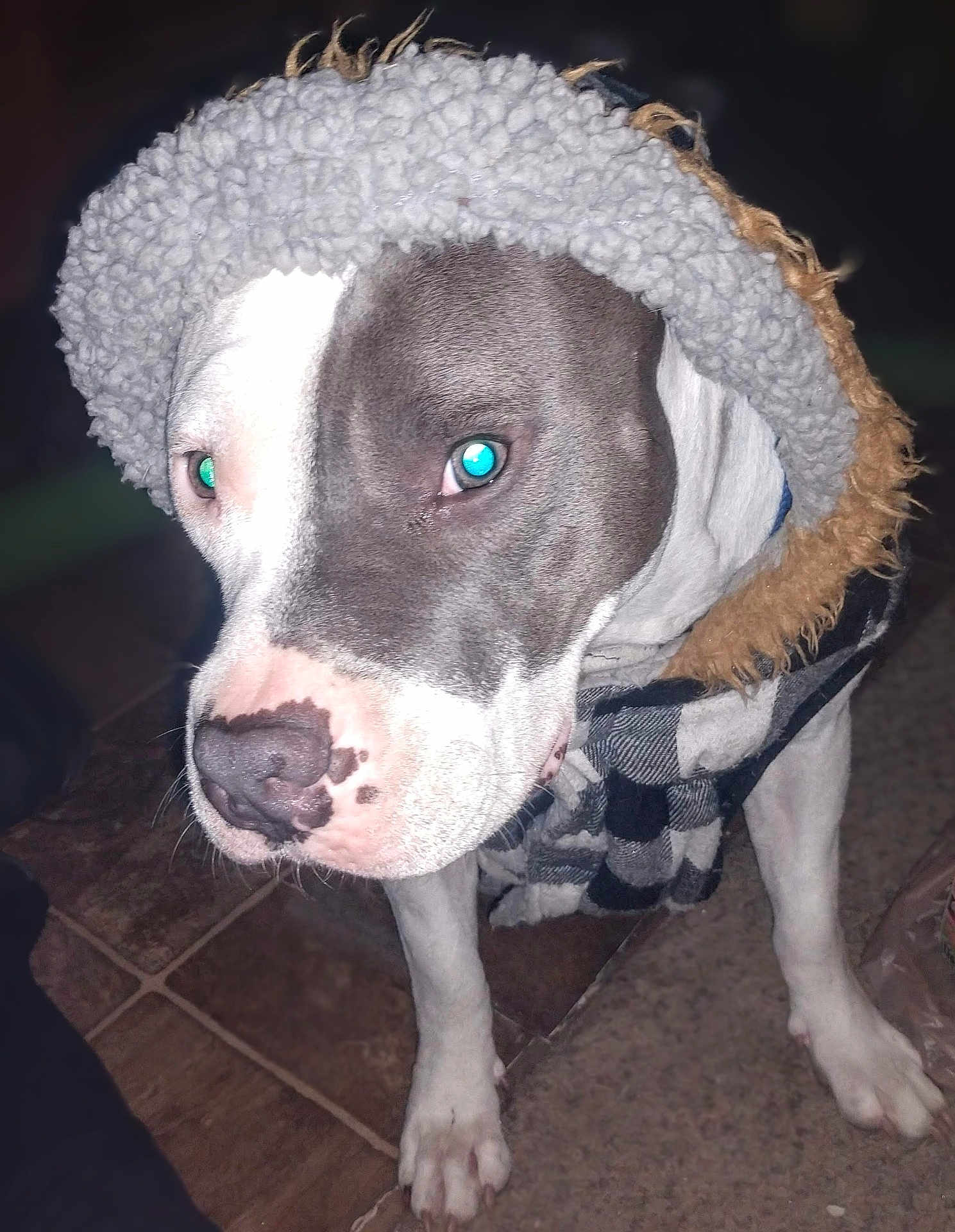 Little Girl is registered to the contest to win money with this photo: dog, hood, jacket, coat, pet, animal, closeup, indoor, floor, tile, fur, face, canine, mammal, portrait, eyes, nose, paw, clothing, flash