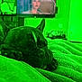 dog, french_bulldog, sleeping, blanket, indoor, bedroom, television, furniture, resting, cozy, pet, canine, ears, paw, closeup, comfort, relaxation, curtains, door, blurred_background