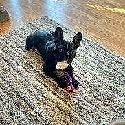 Kapone joined the competition — help win amazing prizes! french_bulldog, dog, toy, rug, wood_floor, indoor, pet, black_dog, white_patch, playful, animal, canine, home, flooring, texture, natural_light, companion, paws, resting, curious