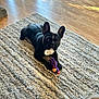 french_bulldog, dog, toy, rug, wood_floor, indoor, pet, black_dog, white_patch, playful, animal, canine, home, flooring, texture, natural_light, companion, paws, resting, curious